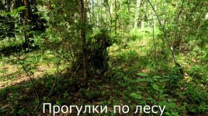 Прогулки по лесу. Проездом заскочил в березнячек. Пусто и сухо.