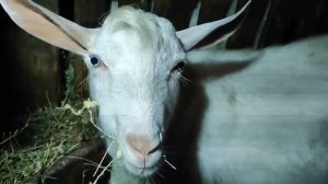 Самые лучшие кормушки для коз под сено! Вот так и живём...