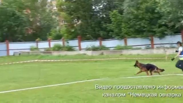 ЩЕНКИ СУКИ ДШ / КЧК УФА 6 июня`26 З.Данильченко Моно немецких овчарок