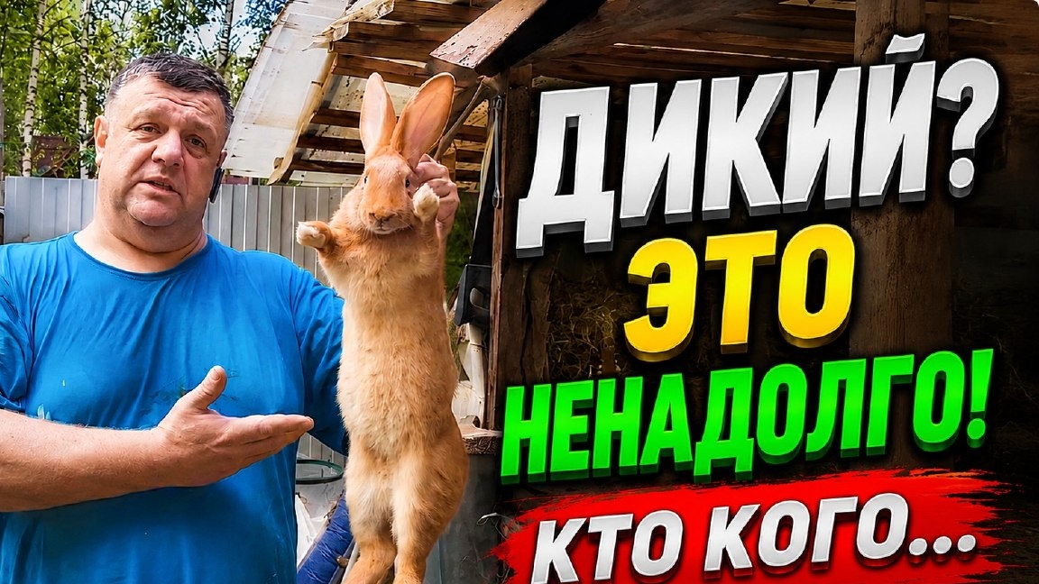 Дикий? Это ненадолго! смотреть онлайн