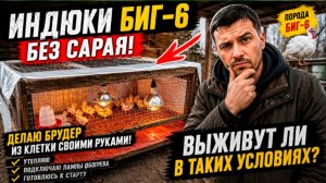 Индюки БИГ - 6 БЕЗ сарая! Выживут ли в таких условиях?