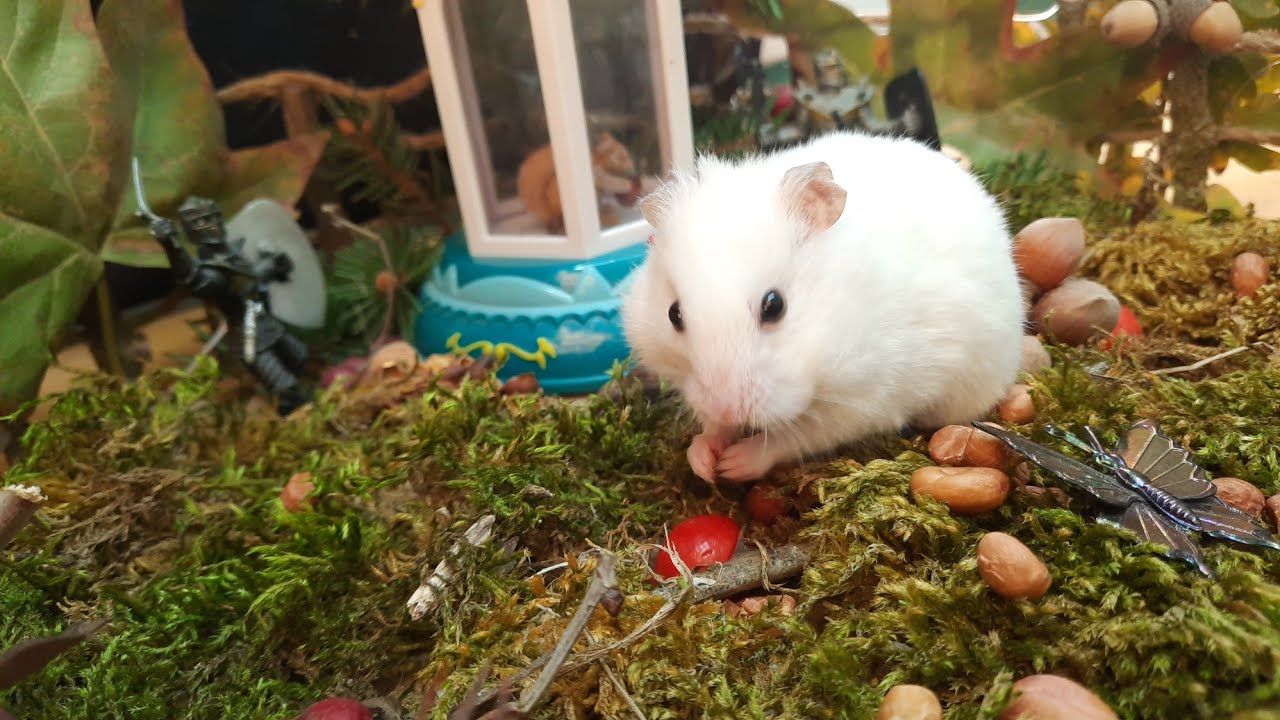 Поделка "Дары осени" , хомяки 🐹 тестируют / DIY hamster testing смотреть онлайн