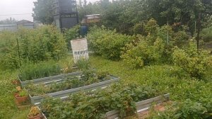 И опять дождь. 29.06.26г.