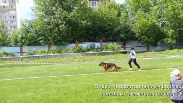 МОЛОДЫЕ КОБЕЛИ ДШ / КЧК УФА 6 июня`26 З.Данильченко Моно немецких овчарок