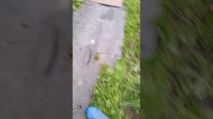 стрим