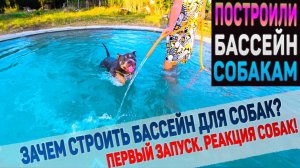 Построили Огромный Бассейн Для Собак! Собаки купаются в бассейне первый раз.