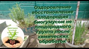 Восстановление плодородия оздоровление грунта биогумусом не плодородного грунта.Исследования.Серия-3