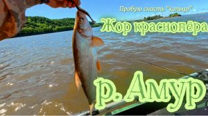 р. Амур. Жор краснопёра, снасть кольцо