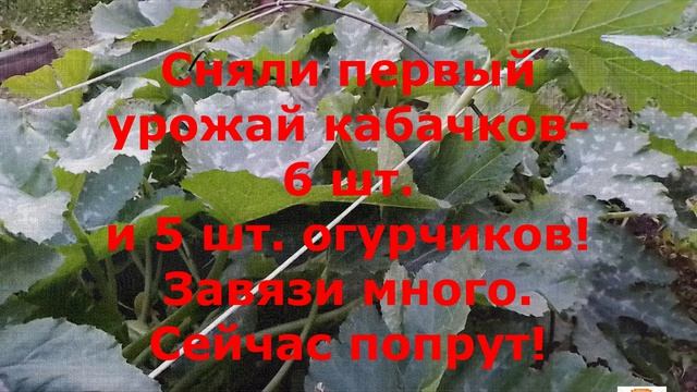 Обзор  садового участка на 30 июня 2026г. Было и Стало.