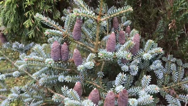Хвойный Сад Надежды. Пихта корейская Блю Эмперор/ abies koreana Blue Emperor смотреть онлайн