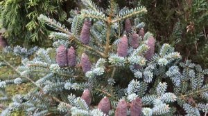 Хвойный Сад Надежды. Пихта корейская Блю Эмперор/ abies koreana Blue Emperor
