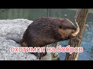 ставим капканы на бобров. четыре плотины. бобровая приманка.