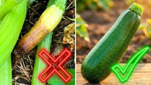 ГНИЮТ КАБАЧКИ на корню? Срочно сделайте ЭТО! 🥒⚡
