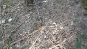 УШЁЛ В ЛЕС ПРОСТО ТАК, А НАШЁЛ КУЧУ ГРИБОВ! 🍄 Грибная удача