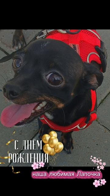 День Рождения у нашей крошки Лапочки 🥰🥳🥰