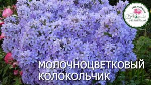 Молочноцветковый колокольчик
