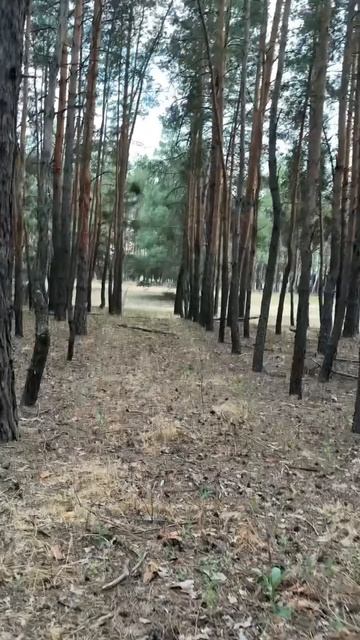 Прогулка по летнему лесу в тени деревьев ASMR смотреть онлайн