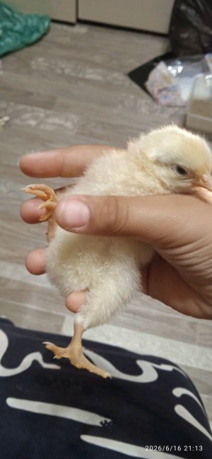 скоро басик