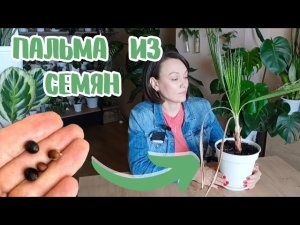 Пальма Вашингтония из семечки! Показываю, что стало через год