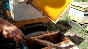 Исправление отрутовевшего отводка. Часть 1. Результат халатности пчеловода.