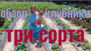 Сравниваю три сорта клубники!