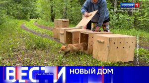Вести Санкт-Петербург. Выпуск 11.30 от 30.06.2026