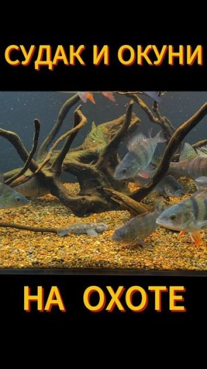 СУДАК И ОКУНИ НА ОХОТЕ