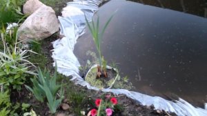 Пруд своими руками
