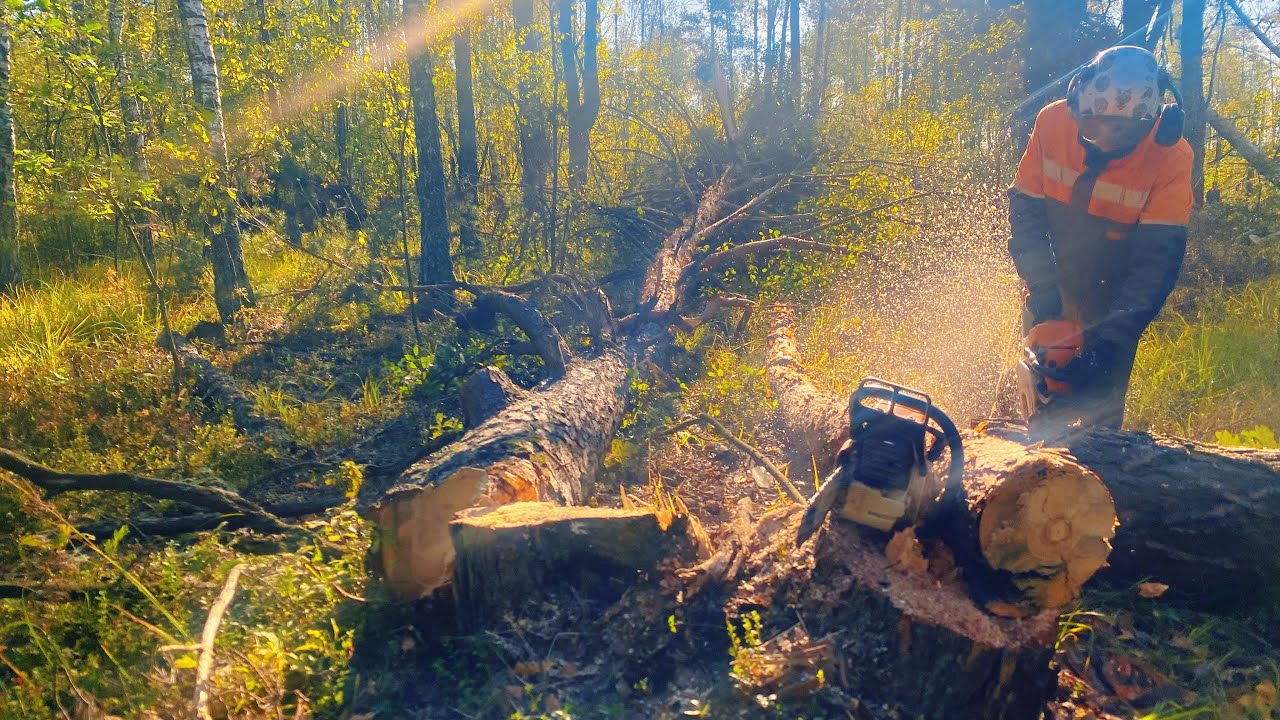 Валка дерева после ветровала | Stihl MS 361 | на делянке 7.7 га смотреть онлайн
