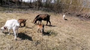 готовлю поросятам, разбираю дровянник