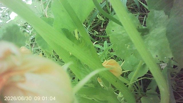 Обзор грунтовой кабачковой грядки: сорта Арал, Грибовские, Куркузелле