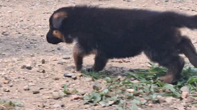 Баларис АЛМАЗ,  1 месяц 7 дней.