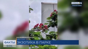 Огненное дерево из Мадагаскара зацвело в парке «Краснодар»