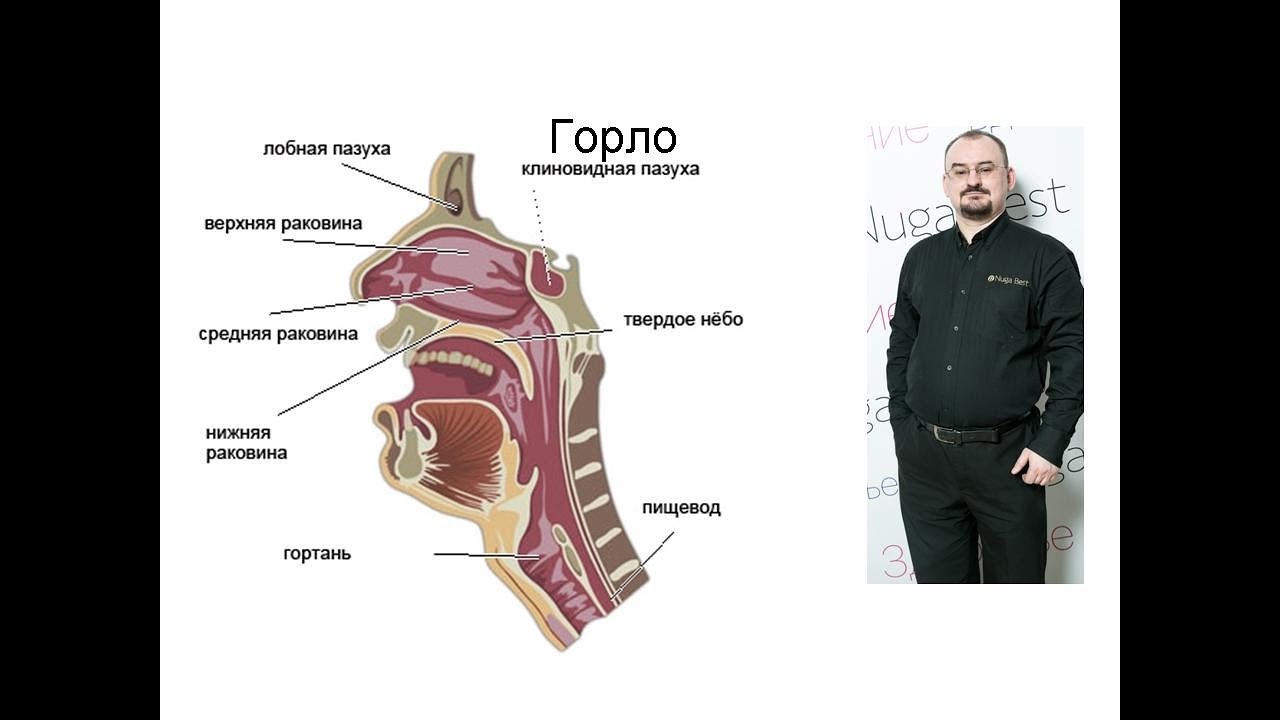 Горло и лимфатическая система: их строение, предназначение и болезни.
