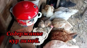 Содержание кур зимой. Мой новый опыт.