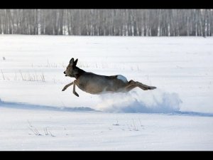 Тайга варяг 550. Косули в глубоком снегу, еду пока не кончится бензин