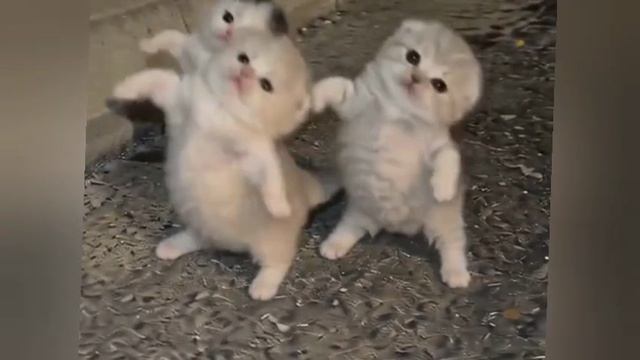 милые смотреть онлайн
