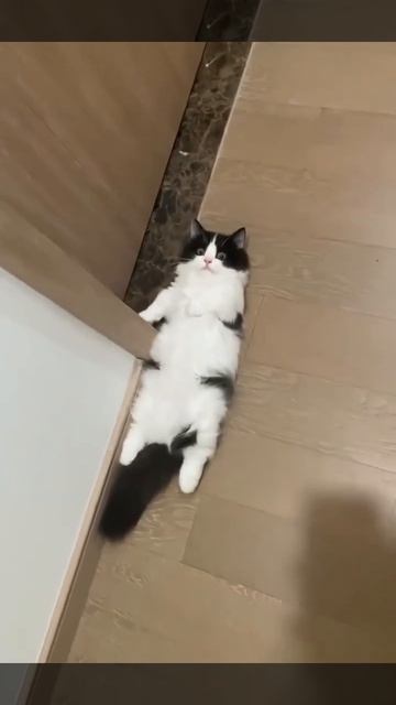 Важный мяу😸