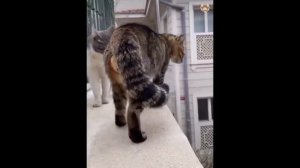 Смешные видео с котами