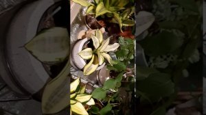Джунгли в квартире.  Небольшой обзорчик суккулентного подоконника и болталка. Начинаю расхламление!