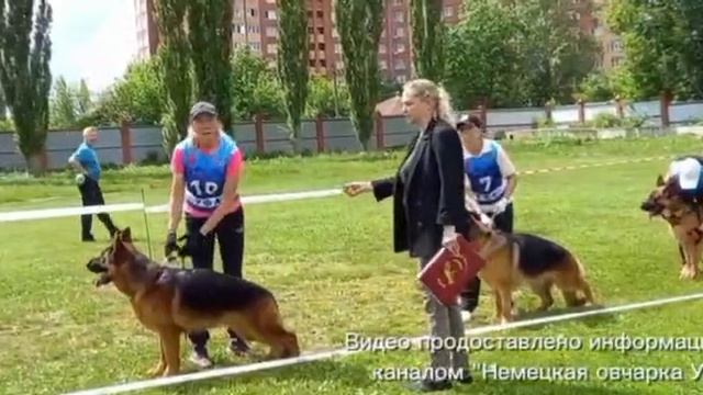 ЮНИОРЫ КОБЕЛИ / КЧК УФА 6 июня`26 З.Данильченко Моно немецких овчарок