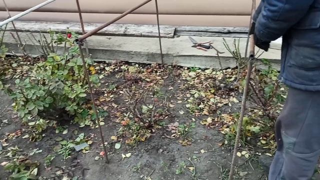 Готовим дуги под розы. Обрезка роз. смотреть онлайн
