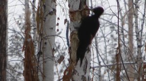 Желна Черный дятел долбит березу, black woodpecker