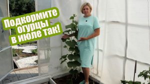 Как и чем подкормить огурцы в июле для вкусного урожая