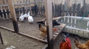 Утятник, обзор после года эксплуатации.