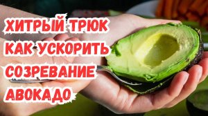 Хитрый лайфхак: как ускорить созревание авокадо