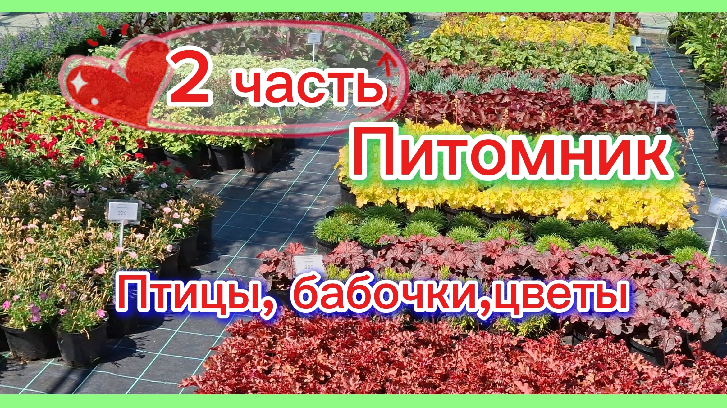 30-06-2026/Краснодарский край/ 2 часть/После ярмарки в питомник/Огромный выбор/Фаршируем перец/Дождь смотреть онлайн