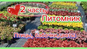 30-06-2026/Краснодарский край/ 2 часть/После ярмарки в питомник/Огромный выбор/Фаршируем перец/Дождь