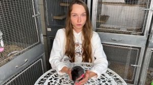 Купание шиншилл | Песок для шиншиллы