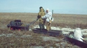 Весенняя охота 2018 на Гуся в Саратовской области. Поздняя весна